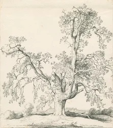 Tutbury - &39;Wych Elm&39;: desenho a bico de pena