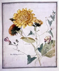 Helianthus e Convolvulus (aguarela sobre papel)