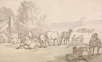 Éguas e potros num campo