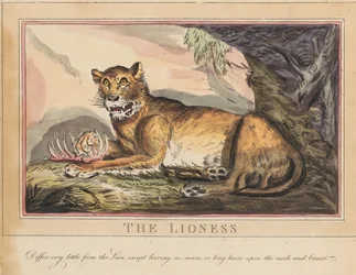 Conjunto de oito, com página de rosto. «Animais Estrangeiros e Nacionais». 4. O Tigre
