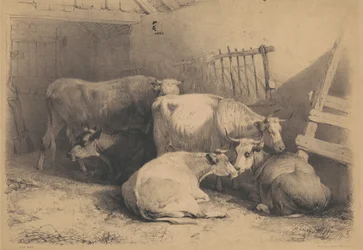 Curral de vacas