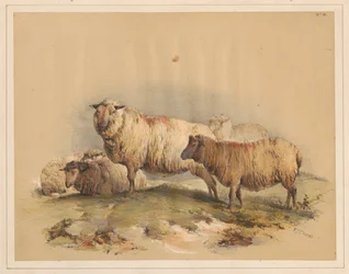 Ovelhas, n.º 18