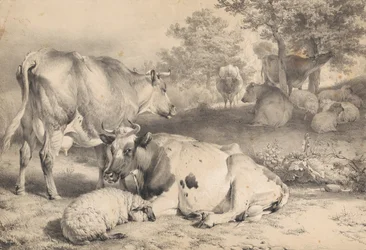 Ovelhas e gado bovino