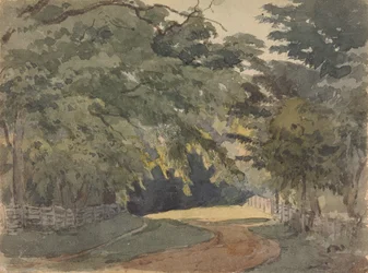 Pista arborizada