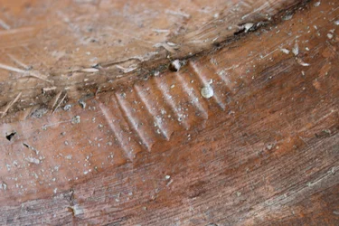 Detalhe do reverso de um prato de panelas de Adão e Eva, North Staffordshire