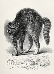 Gato aterrorizado por um cachorro, de Charles Darwin "A Expressão das Emoções no Homem e Animais", 1872 (lito)
