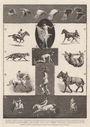 Movimentos de animais ilustrados pelas fotografias instantâneas do Sr. Muybridge