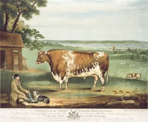 Um touro curto com chifres, patriota, gravado por William Ward, Shrewsbury, 1810 (cor de gravura)