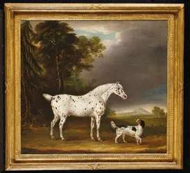 Cavalo e spaniel Appaloosa, 1807