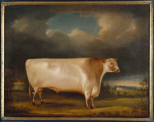 Cometa, um touro de chifre curto roan leve em uma paisagem, 1811