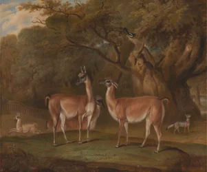 Llamas e uma raposa numa paisagem arborizada