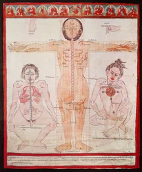 Carta Anatômica, 1938 (caneta e aquarela sobre pano colocado sobre tela)