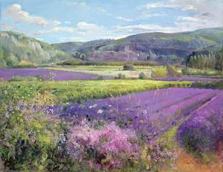Campos de lavanda na velha Provence