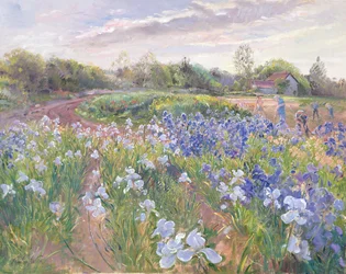 Brilho do sol sobre íris, 1996