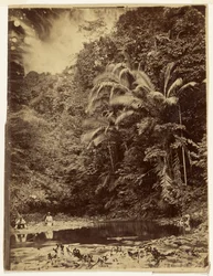 Cena de selva com palmeiras e outra folhagem densa, expedição ao Darién, istmo do Panamá