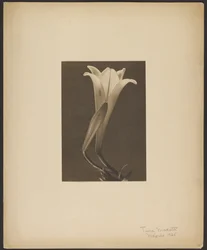N.º 1.