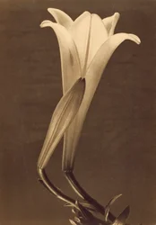 Impressão em Platina de Lírio por Tina Modotti