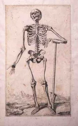 Estudo anatômico, de Domenico Maria Bonavera (b.1640) (água forte e ponto seco)