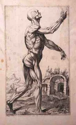 Estudo anatômico, de Domenico Maria Bonavera (b.1640) (água forte e ponto seco)