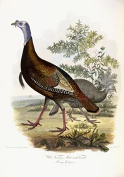 Peru selvagem, masculino e feminino, 1808-1814