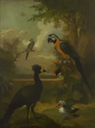 Arara e outras aves numa paisagem