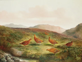 Galo-lira numa paisagem de charneca
