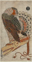 Gavião (Konori Taka)
