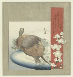 tartarugas