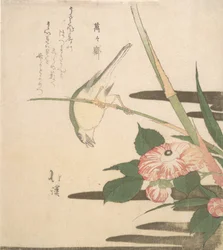 Warbler e Camellia, ca. 1815-20.