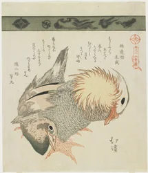 Pato Mandarim e Drake, c. 1830