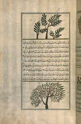 Uma árvore de olíbano acima de uma amendoeira, segundo um tratado de Zakariya ibn Muhammad al-Qazwini (tinta e pigmentos em papel avermelhado europeu)