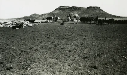 Vista da zona arqueológica de Naqa, com dromedários e gado, Sudão, fotografia de Ugo Monneret de Villard