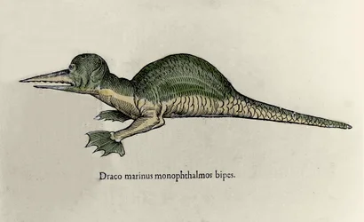 Representação de um dragão marinho. Placa de um manuscrito de História Natural de Ulisse Aldrovandi (1522-1605) sobre monstros