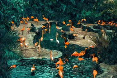 Flamingos nos trópicos