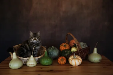 Acolhedora exposição de colheita com gato