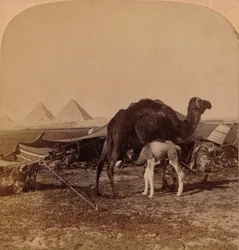 Um bebê do deserto, Egito, 1896