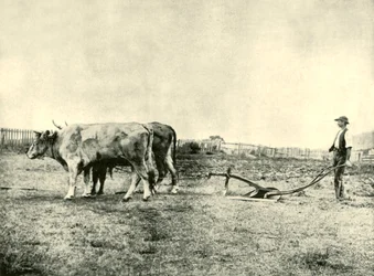 Uma equipe de arado de boi, 1901.