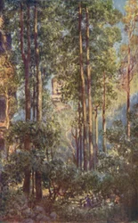 Um vale de Bush em Nova Gales do Sul, 1923.