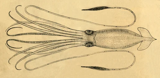 Um diagrama da lula gigante, 1881.