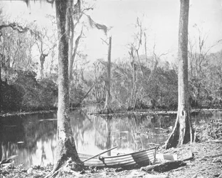 Um alimentador do rio St. Johns, Flórida, EUA, c1900.