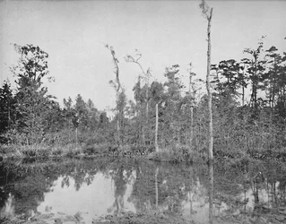 Um pântano da Louisiana, c1897.