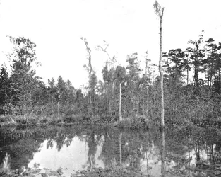 Um pântano da Louisiana, EUA, c1900.