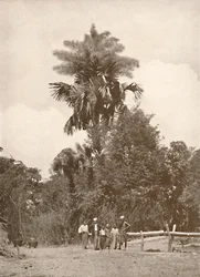 Uma palma de Talipot na flor, 1900.