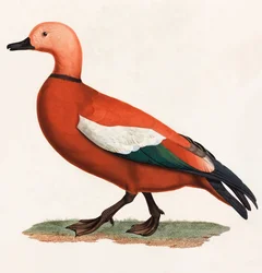 Uma ilustração a cores de um pato castanho