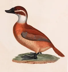 Uma ilustração a cores de um pato castanho