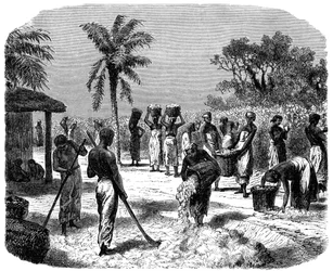 Uma plantação de algodão, c1880