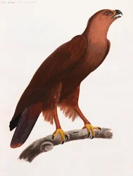 Uma ilustração de página inteira a cores de uma ave castanha num ramo