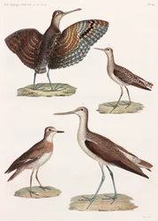 Uma série de ilustrações coloridas de aves em página inteira