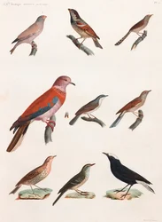 Uma série de ilustrações coloridas de aves em página inteira