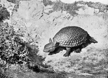 Um glyptodon, século 20